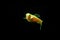 Fluorescent Freshwater Fish,Â Gold zebra danio fish
